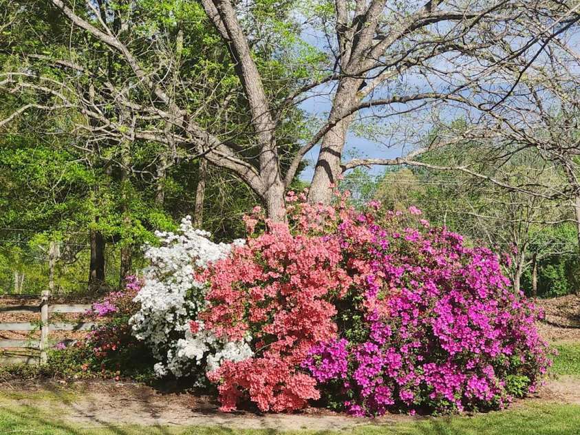 3323 Sadler Road, Alexis, NC 28006.  MLS# CAR4403471, YatesRealty ID 37191. Azaleas in the spring