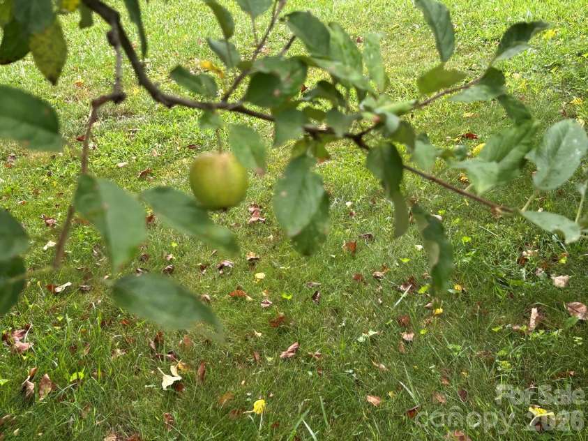 176 Chelsea Nix Lane, Hendersonville, NC 28792.  MLS# CAR4404666, YatesRealty ID 37442. Fruit trees