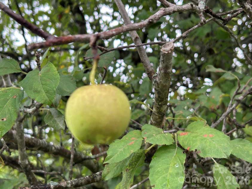 176 Chelsea Nix Lane, Hendersonville, NC 28792.  MLS# CAR4404666, YatesRealty ID 37442. Fruit trees