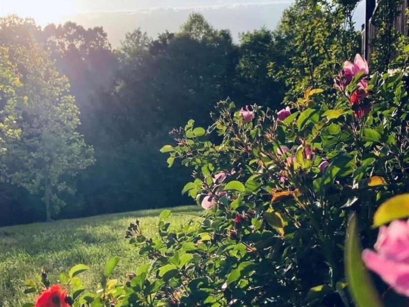 3430 Tranquil Hills Drive, Lenoir, NC 28645.  MLS# CAR4402608, YatesRealty ID 38174. Beautiful Perennials