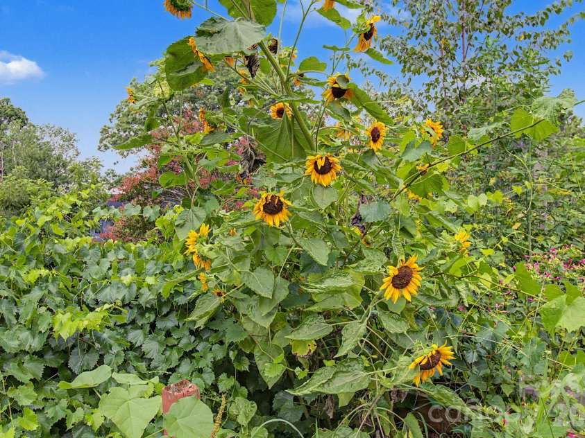 25 Wentworth Avenue, Asheville, NC 28803.  MLS# CAR4404172, YatesRealty ID 38404. 