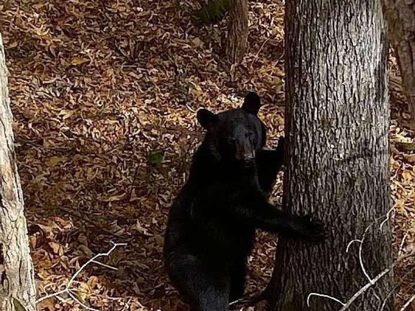 109 Emerald Ridge Road, Sapphire, NC 28774.  MLS# CAR4344212, YatesRealty ID 3848. 