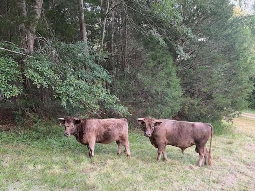 3448 Center Road, Chester, SC 29706.  MLS# CAR4403921, YatesRealty ID 38546. Cows in pasture