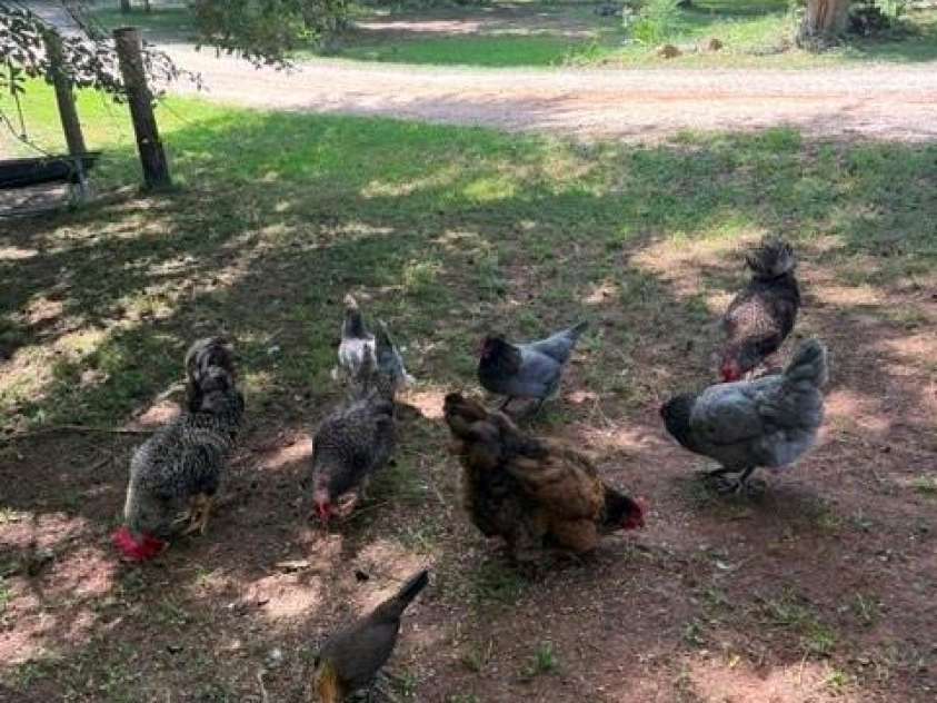 3448 Center Road, Chester, SC 29706.  MLS# CAR4403921, YatesRealty ID 38546. Free Range Chickens