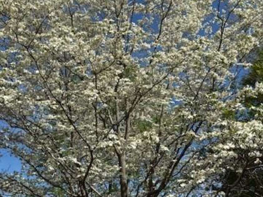 3702 Jonesville Lockhart Highway, Union, SC 29739.  MLS# CAR4270162, YatesRealty ID 386. 