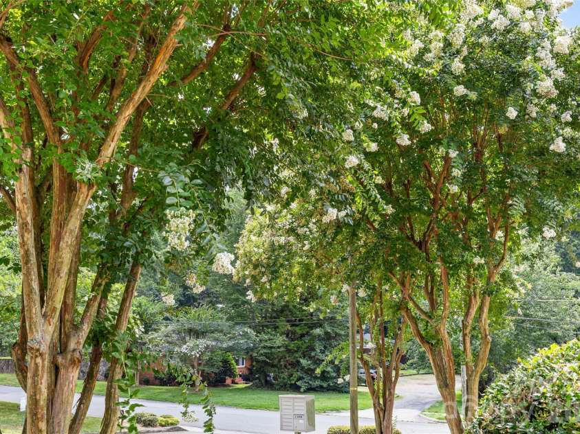 1562 Pecan Avenue, Charlotte, NC 28205.  MLS# CAR4401699, YatesRealty ID 38685. 