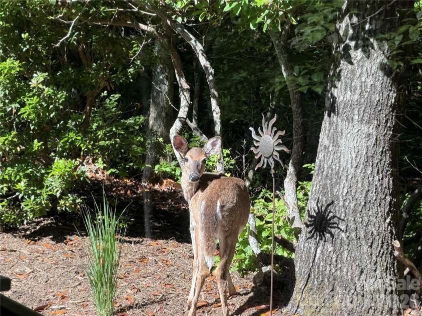 558 Middle Connestee Trail, Brevard, NC 28712.  MLS# CAR4391380, YatesRealty ID 38722. Wildlife Visitor Just Outside Sunroom