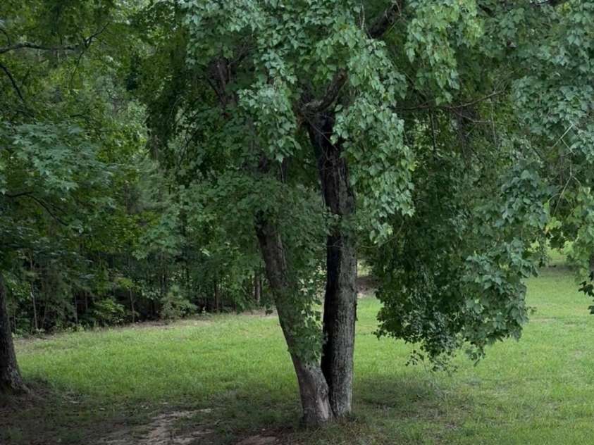 1980 Kadena Lane, York, SC 29745.  MLS# CAR4406166, YatesRealty ID 38894. BEAUTIFUL MATURE TREES