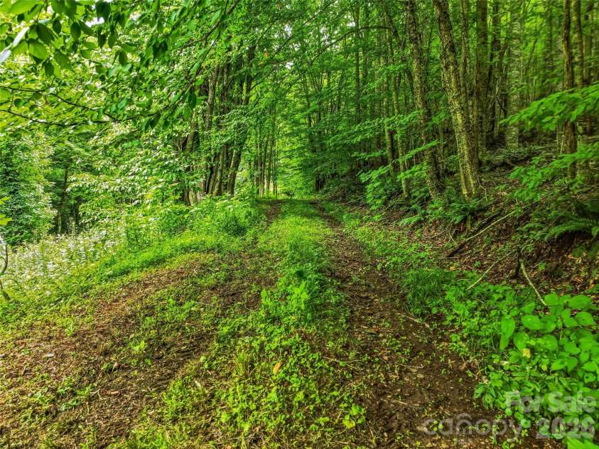 961 Wilson Branch Road, Mars Hill, NC 28754.  MLS# CAR4406664, YatesRealty ID 39042. Logging roads