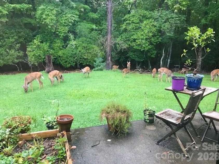 84 Greenwood Acres Drive, Mills River, NC 28759.  MLS# CAR4403279, YatesRealty ID 39072. Backyard visiting deer