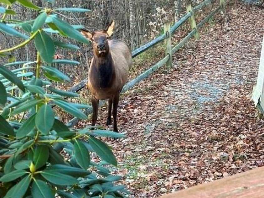 309 Irene Lane, Maggie Valley, NC 28751.  MLS# CAR4381461, YatesRealty ID 40412. 