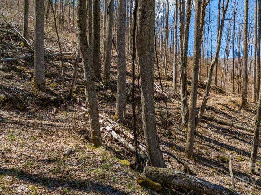 505 Teenas Lane, Burnsville, NC 28714.  MLS# CAR4232237, YatesRealty ID 4053. 39 unrestricted acres!