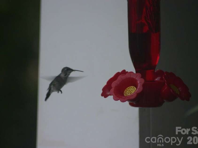 16464 Redstone Mountain Lane, Charlotte, NC 28277.  MLS# CAR4341427, YatesRealty ID 4067. Humming Bird