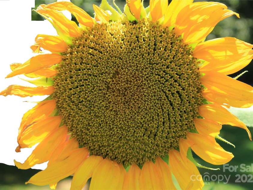 282 Reagan Lane, Bostic, NC 28018.  MLS# CAR4163019, YatesRealty ID 4095. 