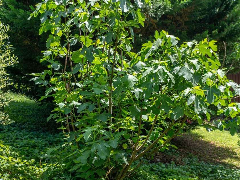 60 Mardell Circle, Asheville, NC 28806.  MLS# CAR4394403, YatesRealty ID 41095. Fig trees.