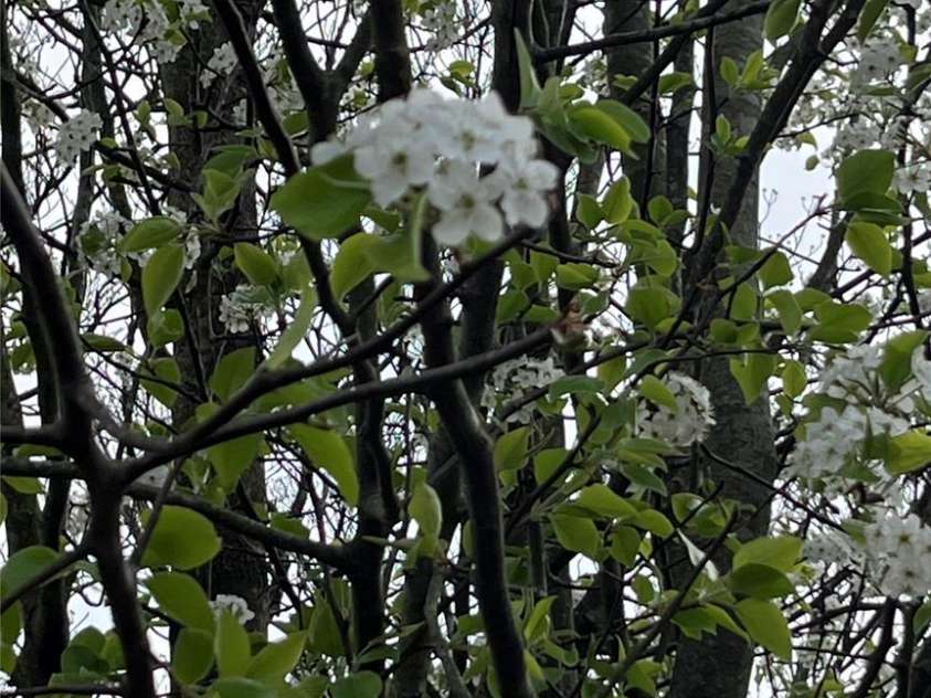 350 Brawley Road, Cleveland, NC 27013.  MLS# CAR4233746, YatesRealty ID 4160. 