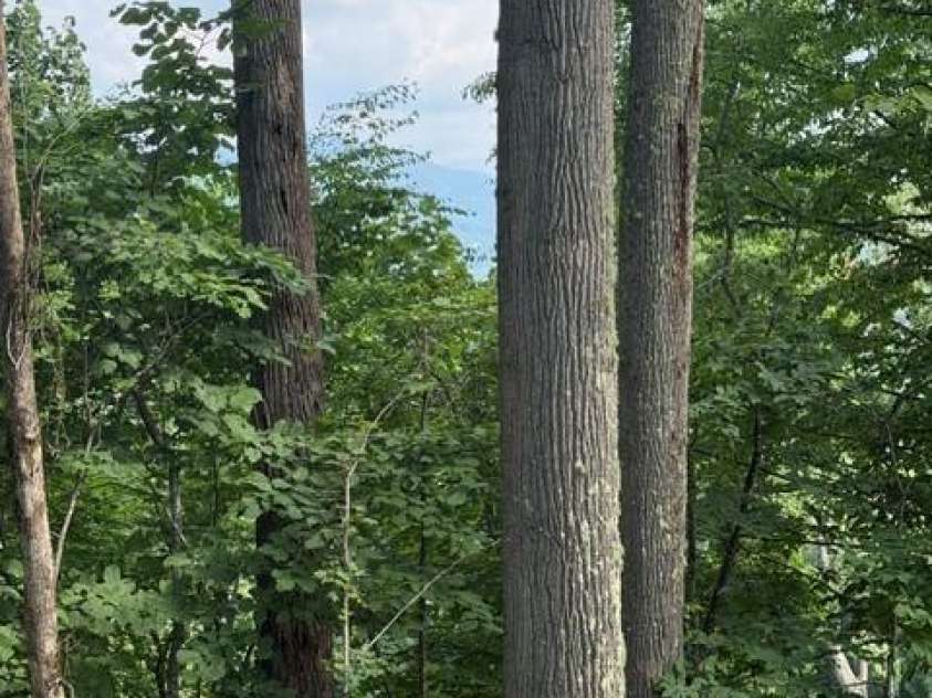 Lot 91 Apple Brandy Way, Burnsville, NC 28714.  MLS# CAR4409964, YatesRealty ID 41641. VIEW CORRIDOR WILL EXPAND WITH HOME PLACEMENT