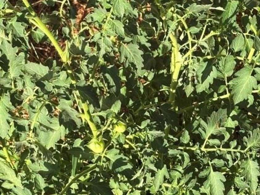2378 Old Field Road, Gastonia, NC 28056.  MLS# CAR4404072, YatesRealty ID 42268. The tomatoes will be ready soon.