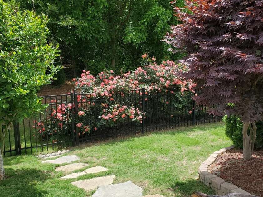 1035 Crescent Moon Drive, Fort Mill, SC 29715.  MLS# CAR4201241, YatesRealty ID 4323. Gorgeous roses line the sides and rear of the home in spring/summer.