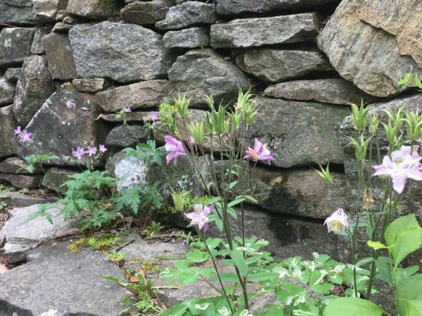 117 Woods View Trail, Fairview, NC 28730.  MLS# CAR4289341, YatesRealty ID 4326. Rock walls with cool wildflowers.