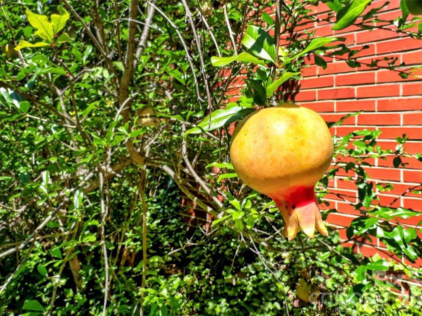 929 Camp Creek Road, Union Mills, NC 28167.  MLS# CAR4412648, YatesRealty ID 43599. Many fruit tree varieties