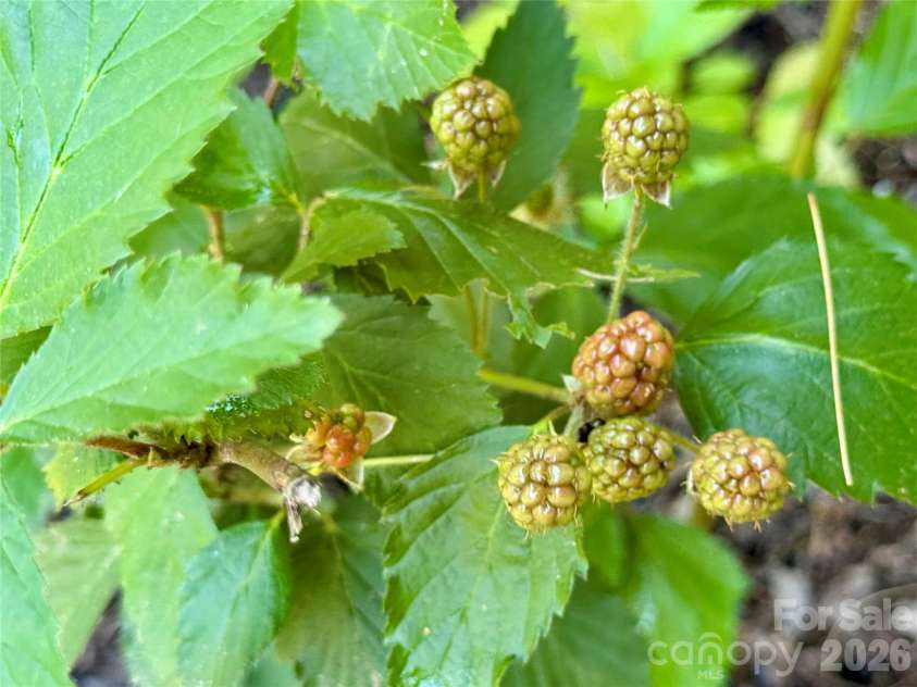 2050 Blowing Rock Boulevard, Lenoir, NC 28645.  MLS# CAR4341437, YatesRealty ID 4398. 