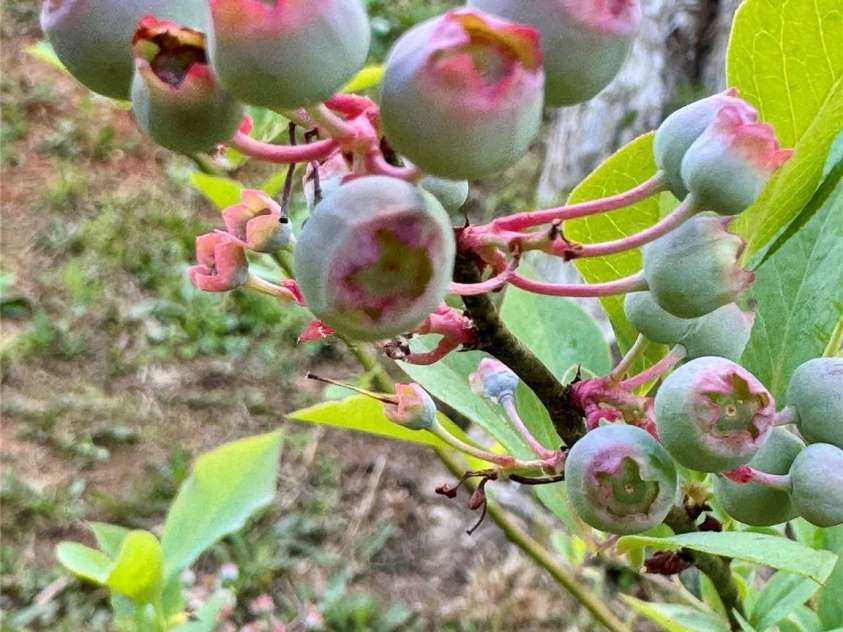 2050 Blowing Rock Boulevard, Lenoir, NC 28645.  MLS# CAR4341437, YatesRealty ID 4398. 