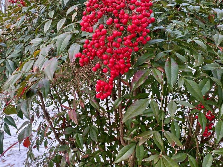 306 US Hwy 70A E Highway, Hildebran, NC 28637.  MLS# CAR4343164, YatesRealty ID 4431. LOVELY PERENNIALS THAT CREAT A LOVELY GARDEN AROUND THE HOME