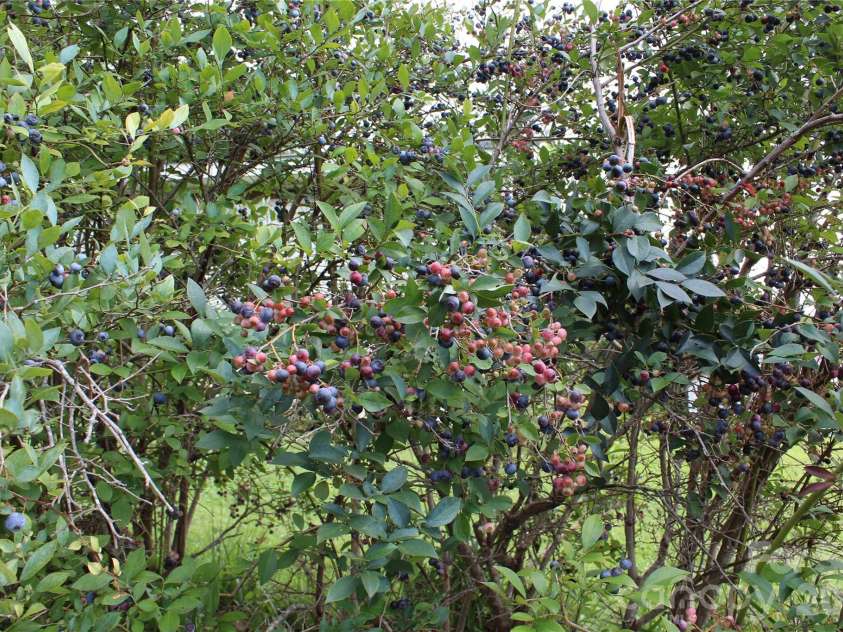 24 Karis Lane, Clyde, NC 28721.  MLS# CAR4414971, YatesRealty ID 44655. Blueberry bush