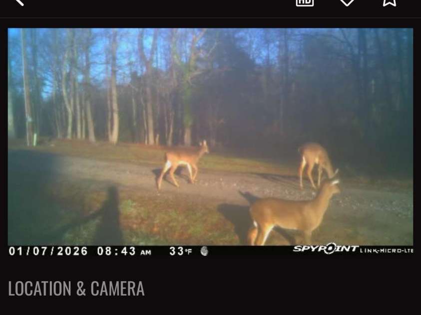 2440 Mount Lebanon Road, Campobello, SC 29322.  MLS# CAR4416231, YatesRealty ID 45313. Back Yard