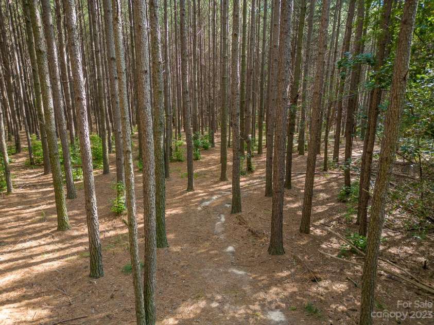 2756 Peachtree Road, Statesville, NC 28625.  MLS# CAR4072282, YatesRealty ID 456. Incredible stand of Loblolly Pines for your pleasure or to log.