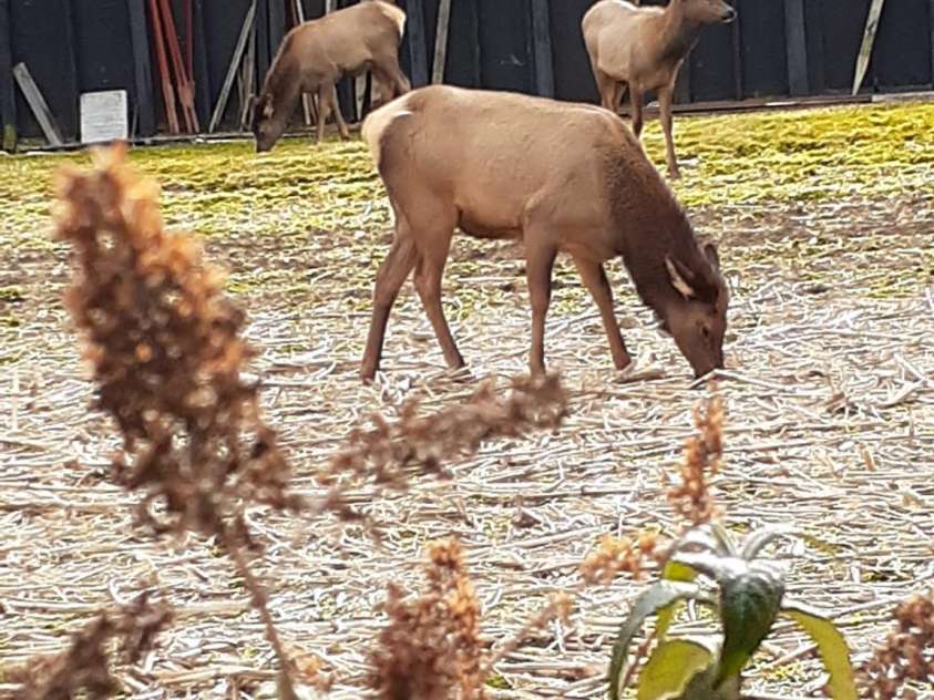 94 Market Street, Maggie Valley, NC 28751.  MLS# CAR4277066, YatesRealty ID 4695. Elk in the back yard grazing
