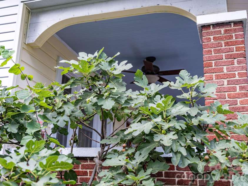 33 Fairfax Avenue, Asheville, NC 28806.  MLS# CAR4401543, YatesRealty ID 47121. Most delightful fig tree