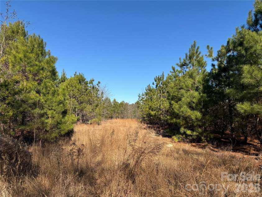 164 Haines Road, Jackson Springs, NC 27281.  MLS# CAR4325295, YatesRealty ID 4746. Hunting plot