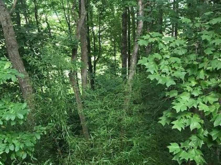57 Sleepy Gap Road, Arden, NC 28704.  MLS# CAR4419369, YatesRealty ID 47685. 