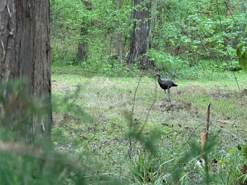 3227 Legend Road, Lancaster, SC 29720.  MLS# CAR4412422, YatesRealty ID 47982. Wildlife
