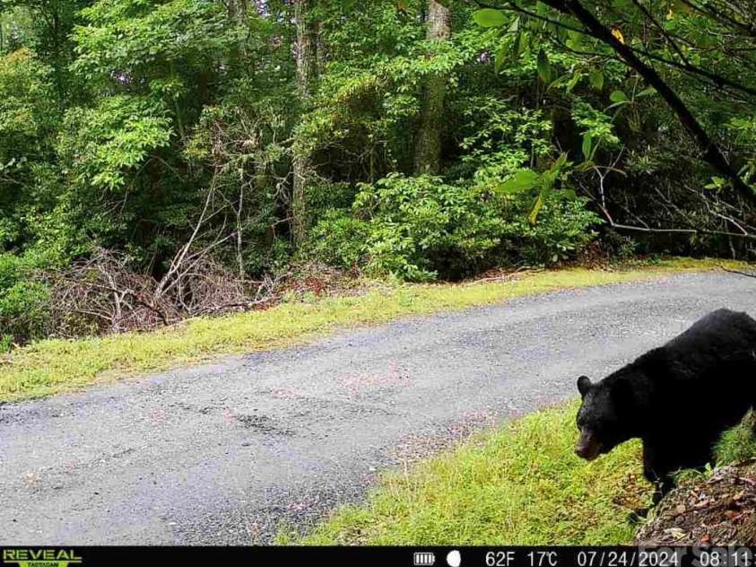 7039 Joe Bowman Avenue, Newland, NC 28657.  MLS# CAR4346324, YatesRealty ID 4873. 