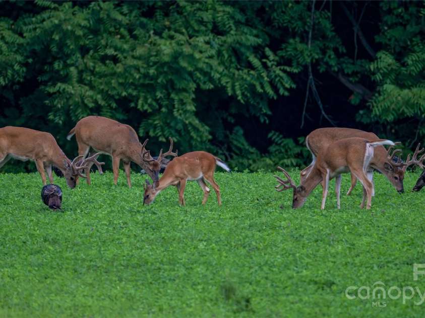 229 Joseph Kershaw Road, Eastover, SC 29044.  MLS# CAR4122309, YatesRealty ID 4915. Wildlife include turkey, deer and duck just to name a few