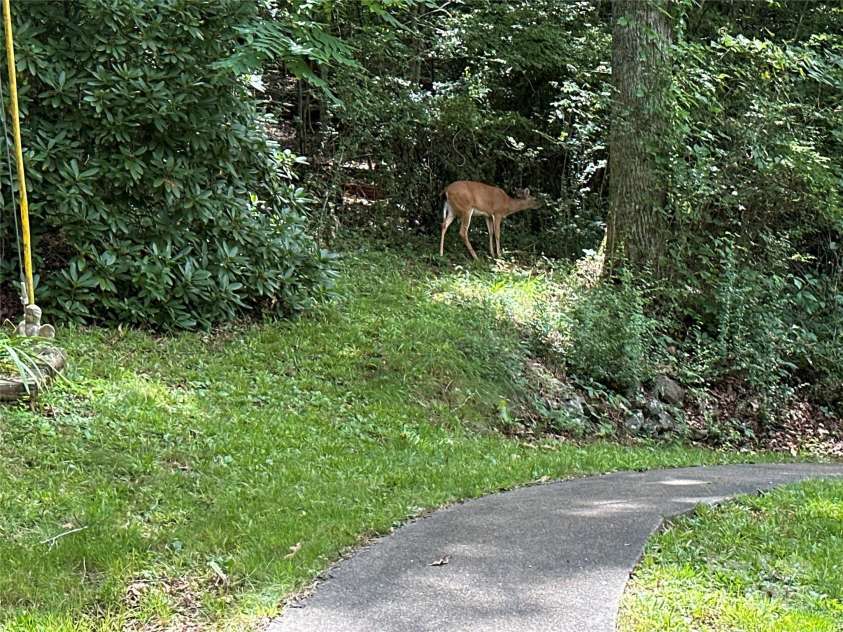 171 Windy Hill Drive, Franklin, NC 28734.  MLS# CAR4278856, YatesRealty ID 495. Frequent visitor!!!