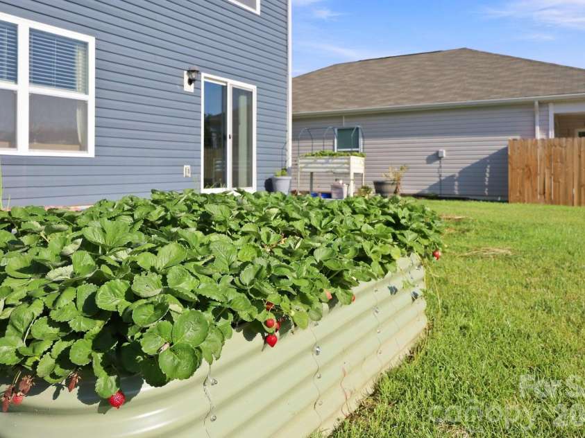 16 Madelyn Drive, Clyde, NC 28721.  MLS# CAR4423396, YatesRealty ID 50393. Strawberry plants