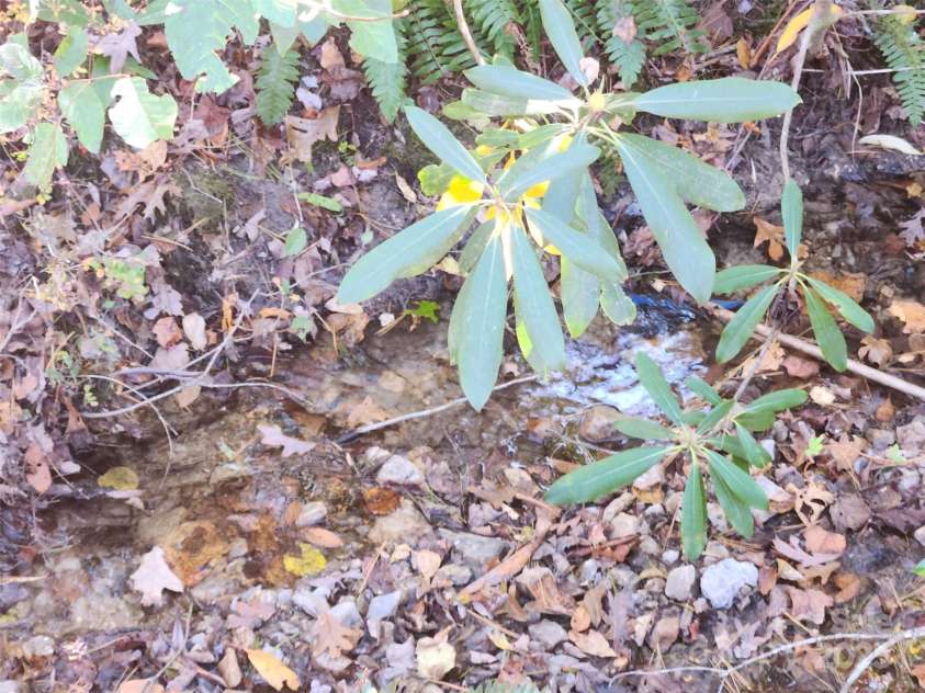 85,89 Old Farm Circle, Hendersonville, NC 28792.  MLS# CAR4195496, YatesRealty ID 5119. Creek