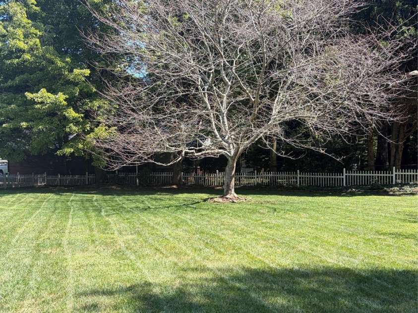 1697 Old Mill Road, Lincolnton, NC 28092.  MLS# CAR4426054, YatesRealty ID 51480. Backyard