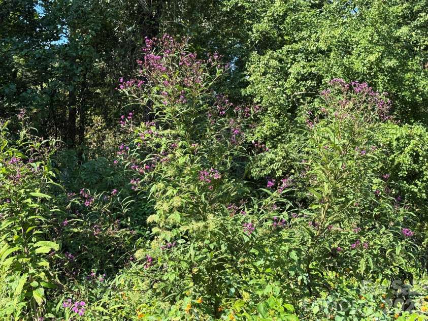 907 Epley Drive, Marion, NC 28752.  MLS# CAR4424716, YatesRealty ID 51528. Attracts Hummingbirds