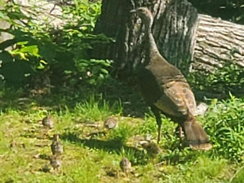 294 Martha Drive, Spruce Pine, NC 28777.  MLS# CAR4147316, YatesRealty ID 519. 