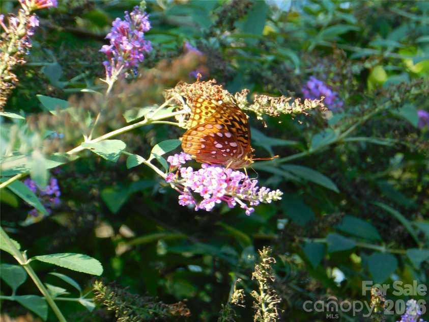 296 Acorn Lane, Rutherfordton, NC 28139.  MLS# CAR4427187, YatesRealty ID 52307. Butterfly bush