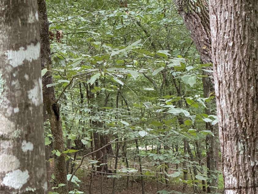 411 Cabin Cove Lane, Moravian Falls, NC 28654.  MLS# CAR4427462, YatesRealty ID 52415. 