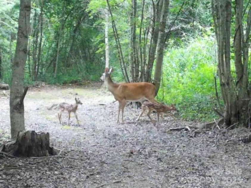 79 Pattys Chapel Road, Fletcher, NC 28732.  MLS# CAR4239671, YatesRealty ID 5295. She has raised at least one fawn here each year.