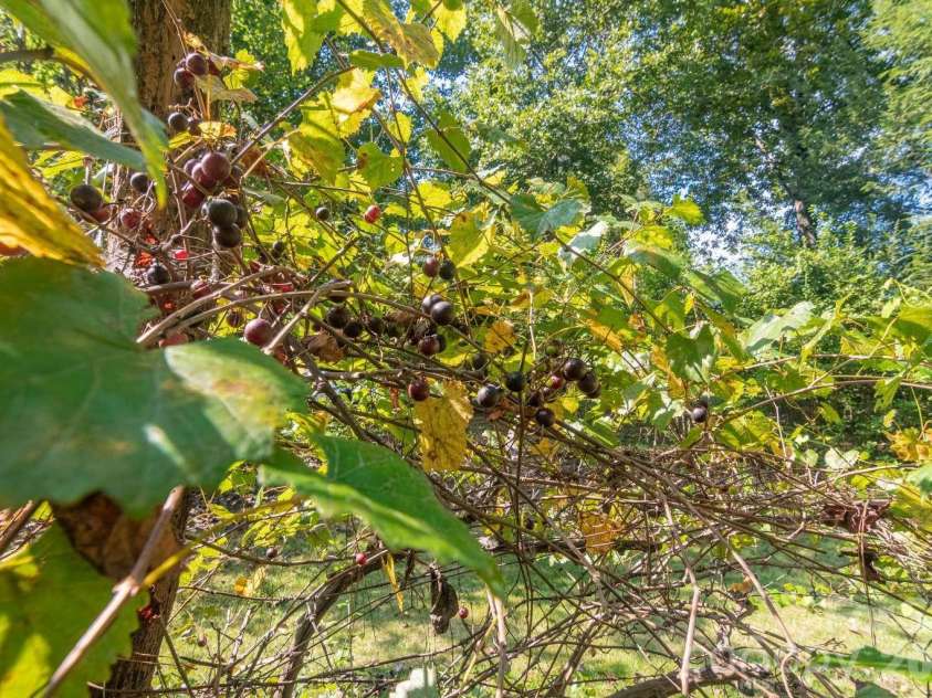 500 Turner Road, Rutherfordton, NC 28139.  MLS# CAR4428670, YatesRealty ID 53187. 