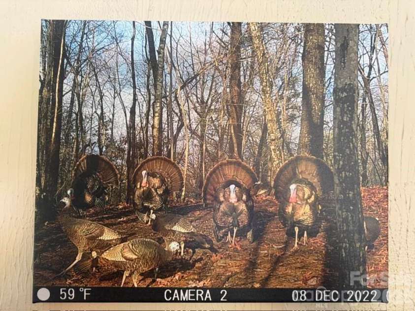 600 Piney Gate Road, Saluda, NC 28773.  MLS# CAR4423662, YatesRealty ID 53356. Wild Turkey in the yard