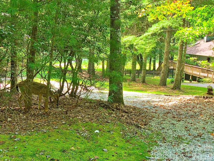 553 Soquili Drive, Brevard, NC 28712.  MLS# CAR4427919, YatesRealty ID 53473. 